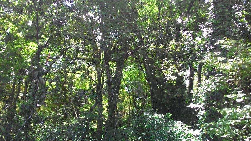 Chalés Araucárias da Serra Canela Chambre photo
